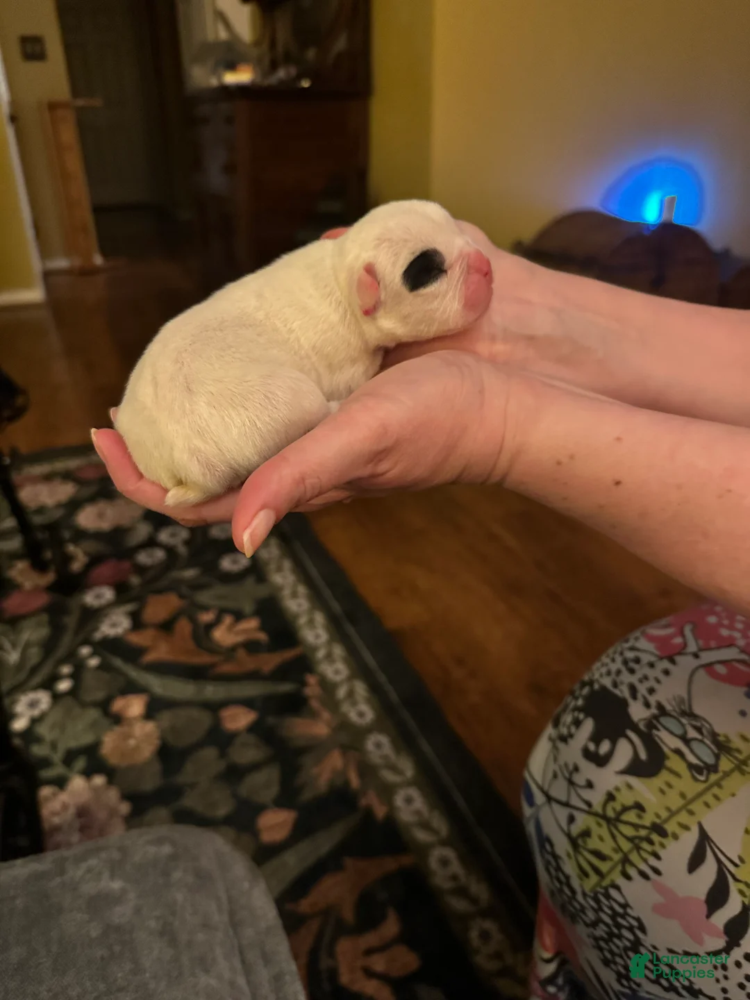 Mixed Breed dogs for sale: English Bulldog Puppy 4 - Ad 2