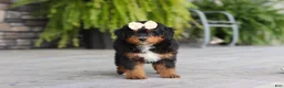 Mini Bernedoodle dogs for sale: Dolly - Ad 7