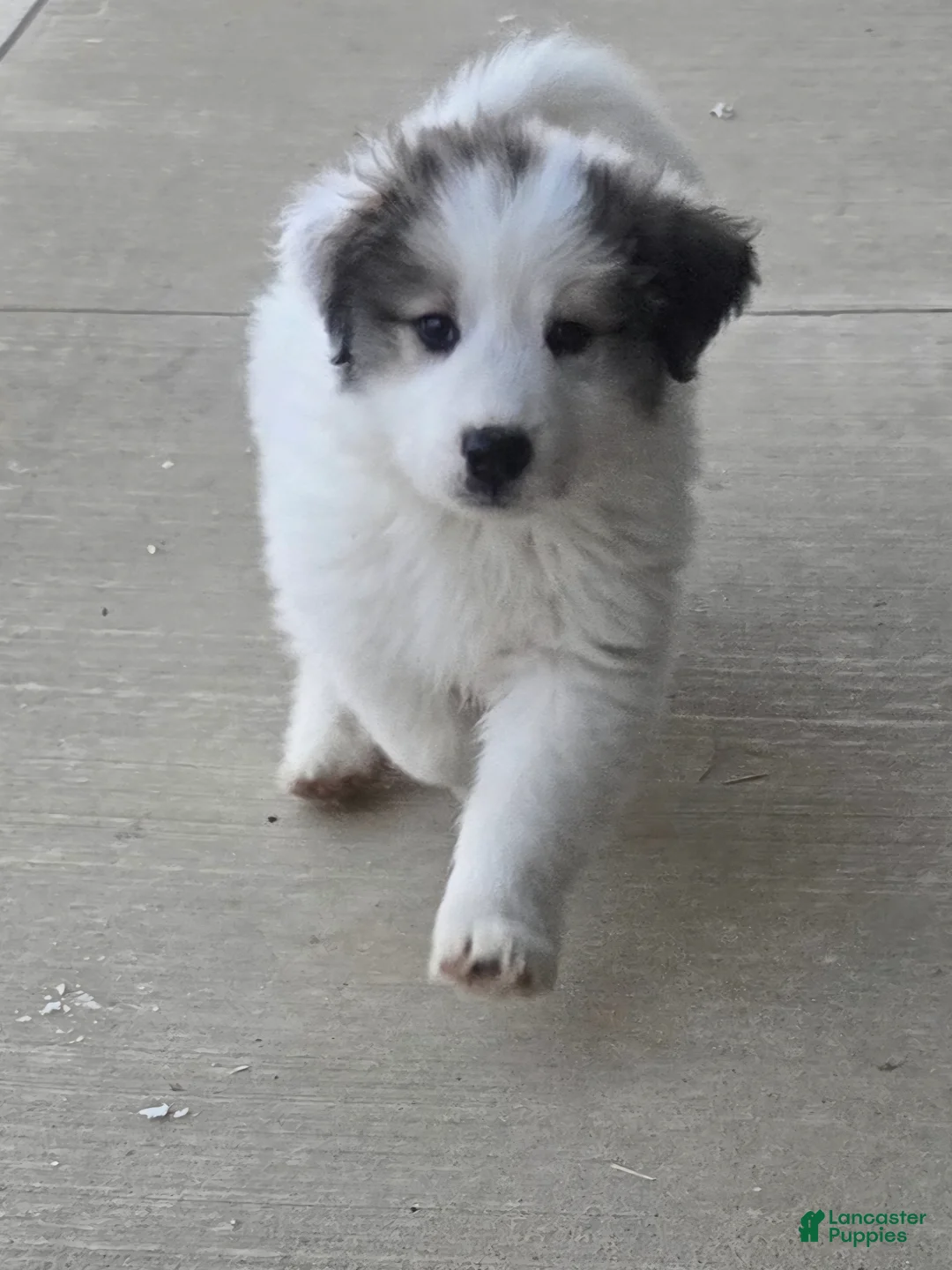 Great Pyrenees dogs for sale: Ralphie - Ad 2
