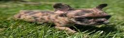 French Bulldog dogs for sale: French Fries - Ad 2