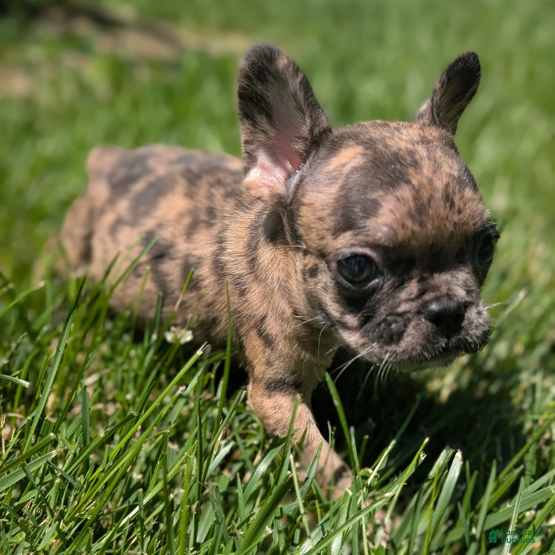 French Bulldog dogs for sale: French Fries - Ad 2