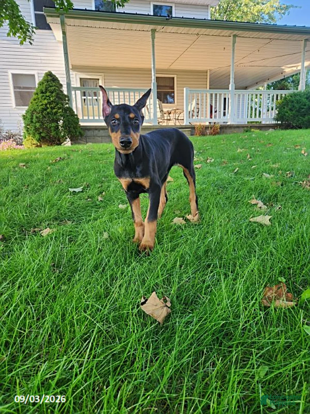 Doberman Pinscher dogs for sale: Karla - Ad 2