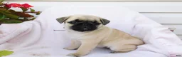 Pug dogs for sale: Evie - Ad 4