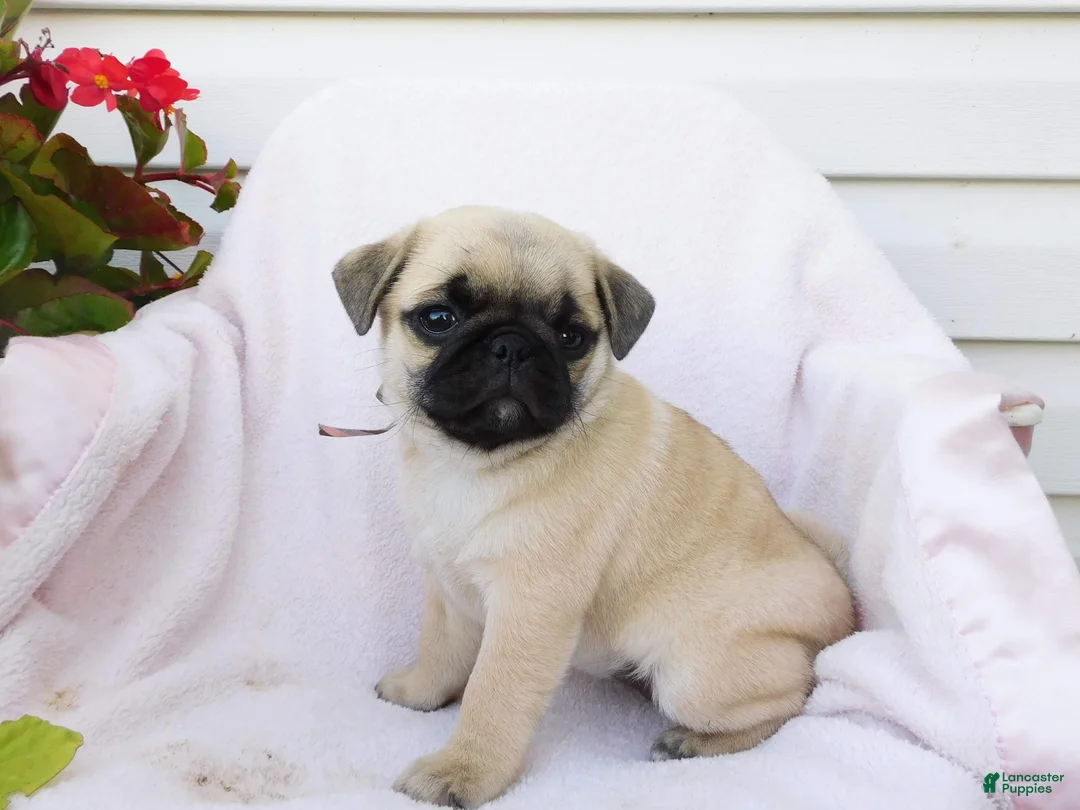 Pug dogs for sale: Evie - Ad 4