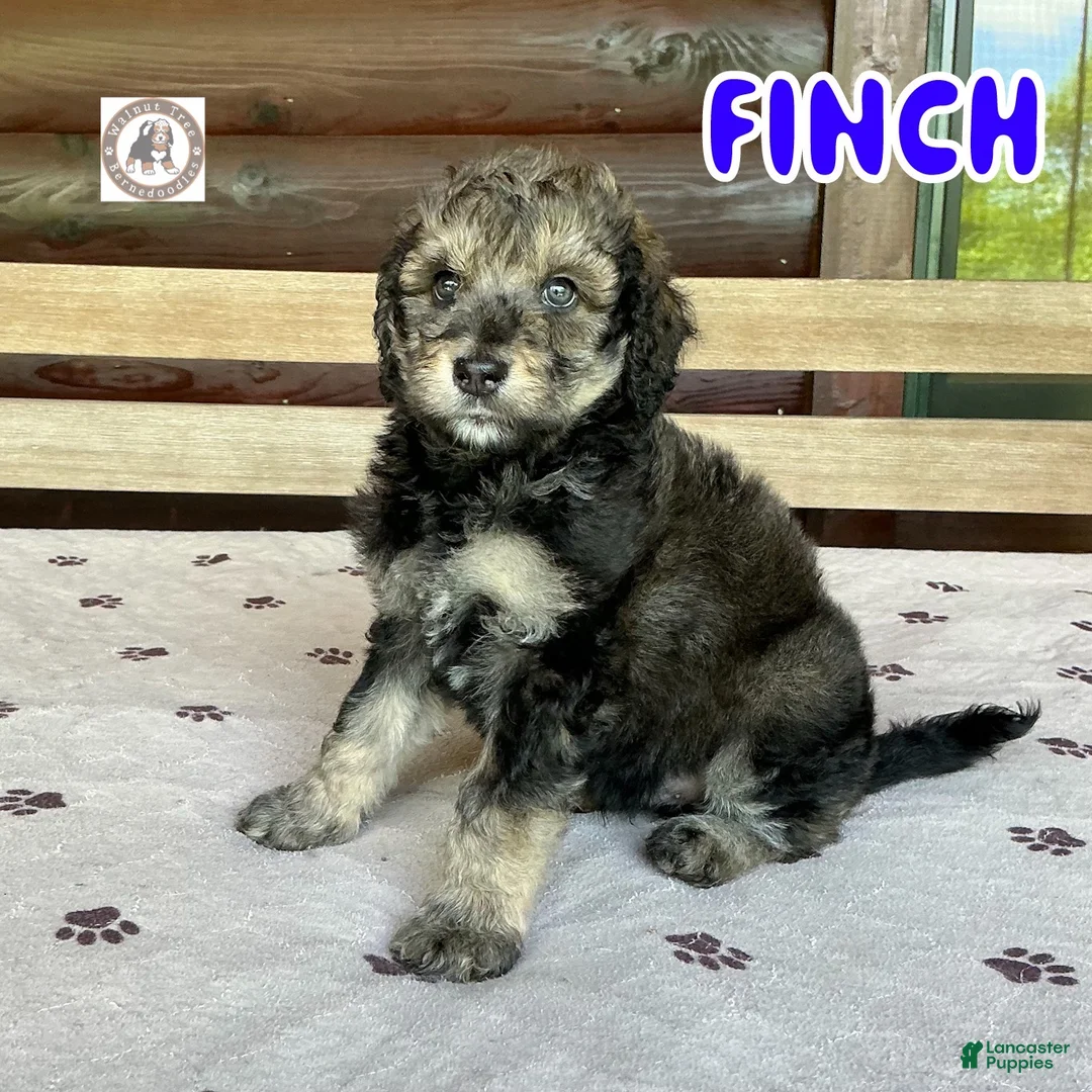 Bernedoodle dogs for sale: Finch - Ad 1