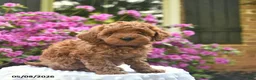 Cavapoo dogs for sale: Bear  - Ad 2