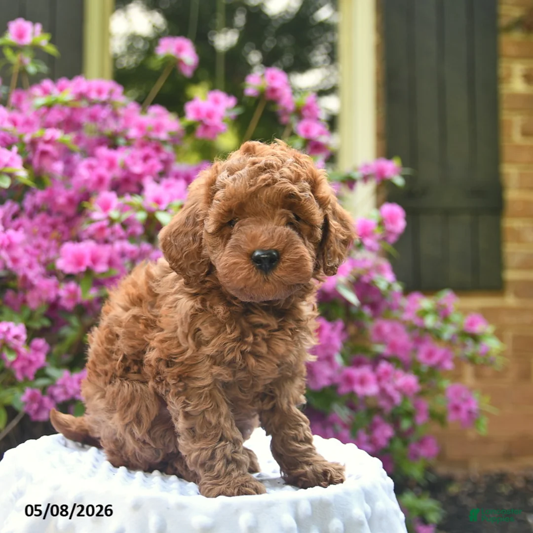 Cavapoo dogs for sale: Bear  - Ad 2
