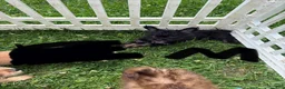Chorkie dogs for sale: Chorkie 2 - Ad 8