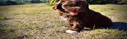 Havapoo dogs for sale: Precious - Ad 23