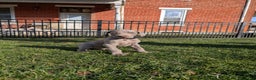 Weimaraner dogs for sale: Beetle - Ad 6