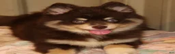 Pomsky dogs for sale: Louise - Ad 6