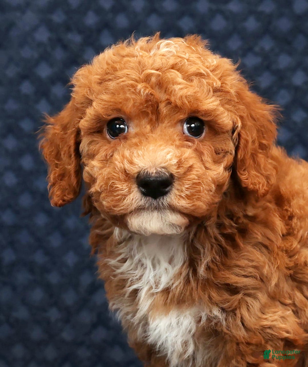 Bichpoo dogs for sale: Everett - Ad 9