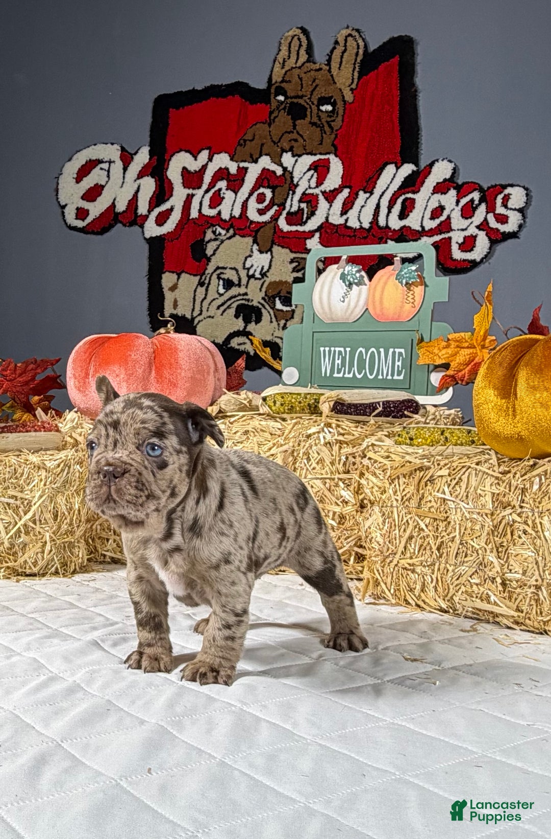 French Bulldog dogs for sale: Bella - Ad 5