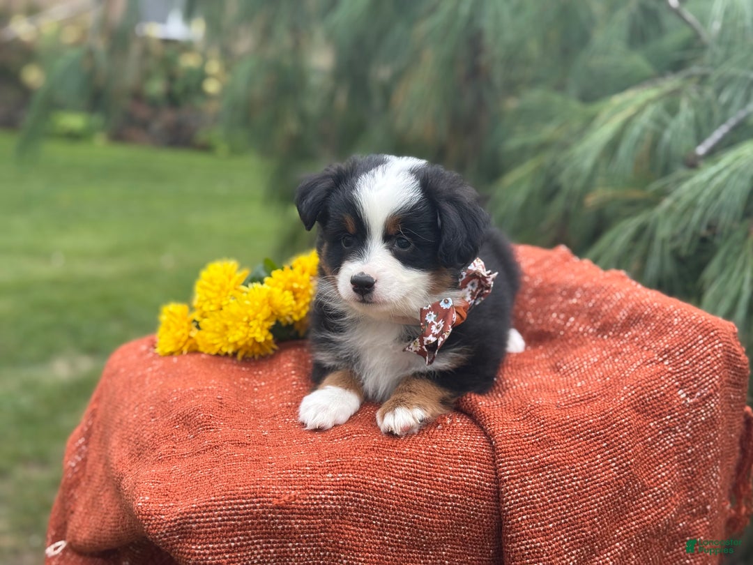 Miniature Australian Shepherd dogs for sale: Taz - Ad 13