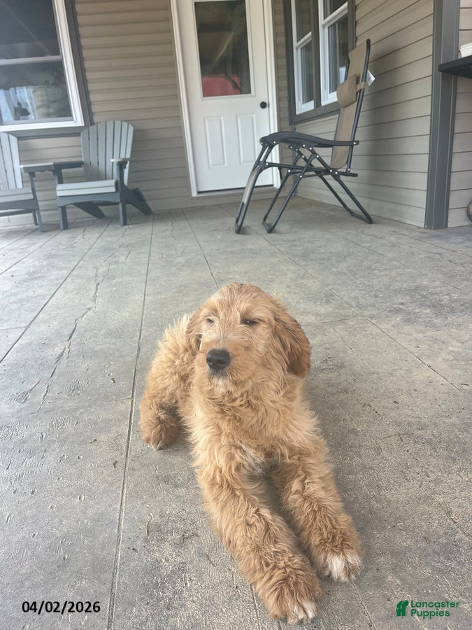Goldendoodle dogs Sadie - Ad 2