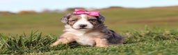 Mini Bernedoodle dogs for sale: Caitlyn - Ad 1