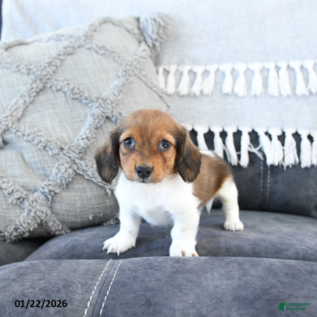 Miniature Dachshund dogs for sale: Lulu - Ad 3