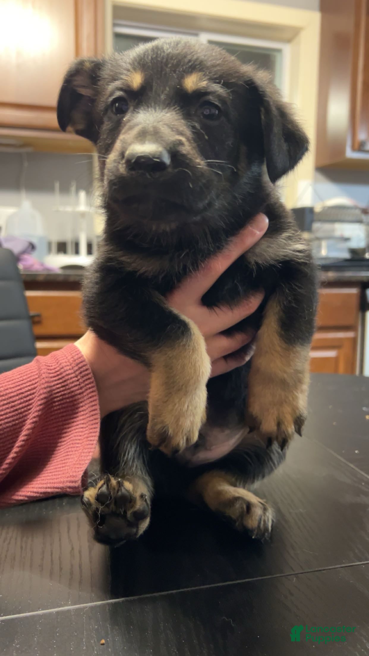 German Shepherd dogs German Shepherd Puppy 1 - Ad 4