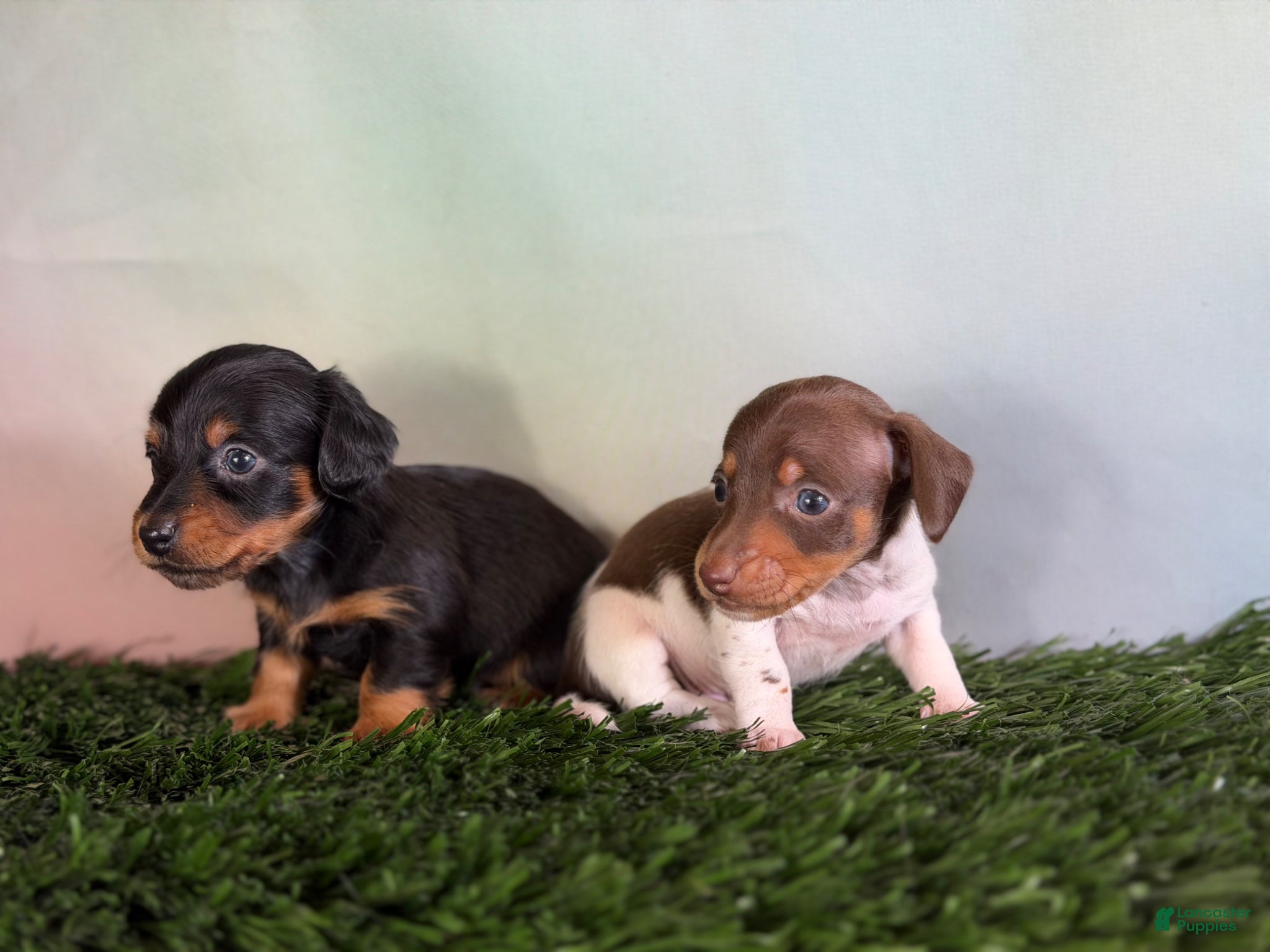 Miniature Dachshund dogs AKC SH Vinnie Parents DNA clear and & CHIC  - Ad 2