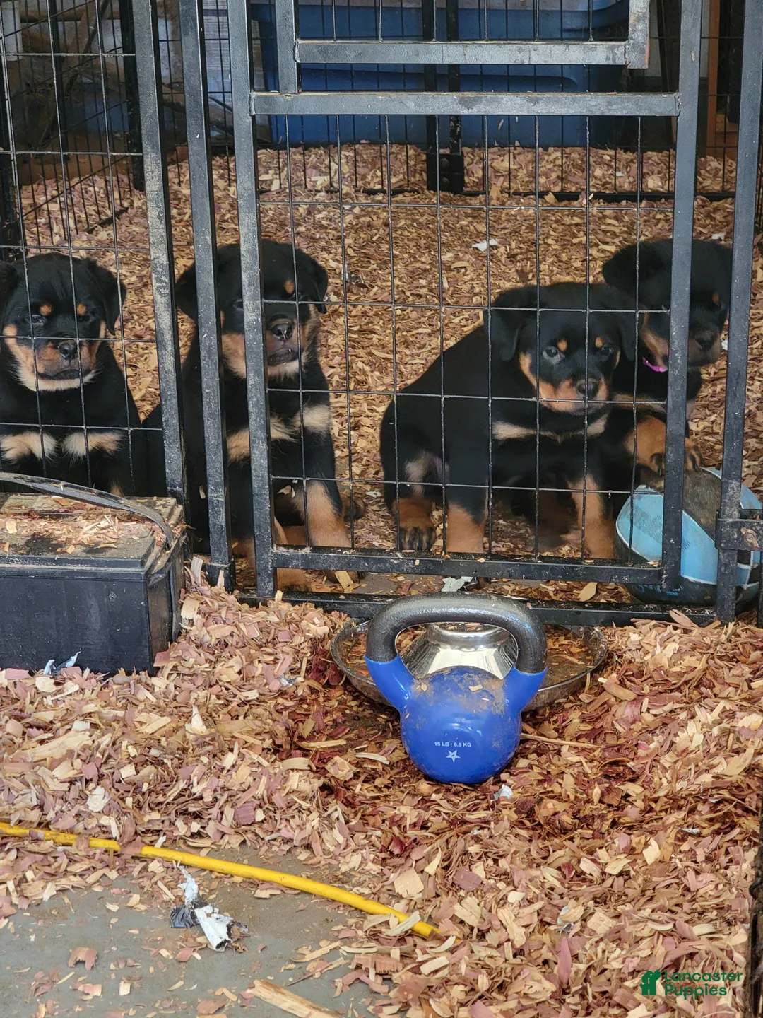 Rottweiler dogs for sale: Rottweiler Puppy 1 - Ad 2