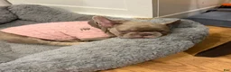 French Bulldog dogs for sale: Princess Dior - Ad 3
