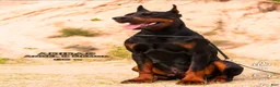 Doberman Pinscher dogs for sale: Vesta - Ad 4