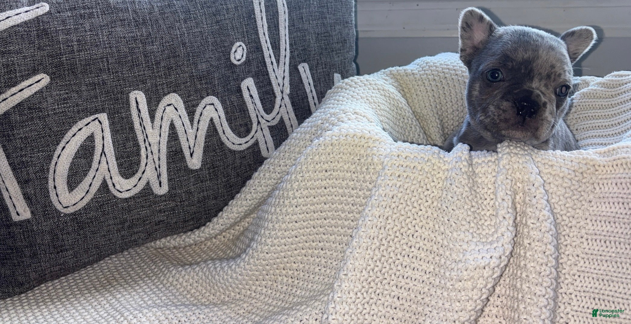 Mixed Breed dogs Ash - Ad 40