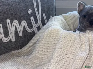 Mixed Breed dogs Ash - Ad 40