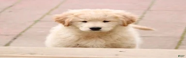 Mixed Breed Puppy 1