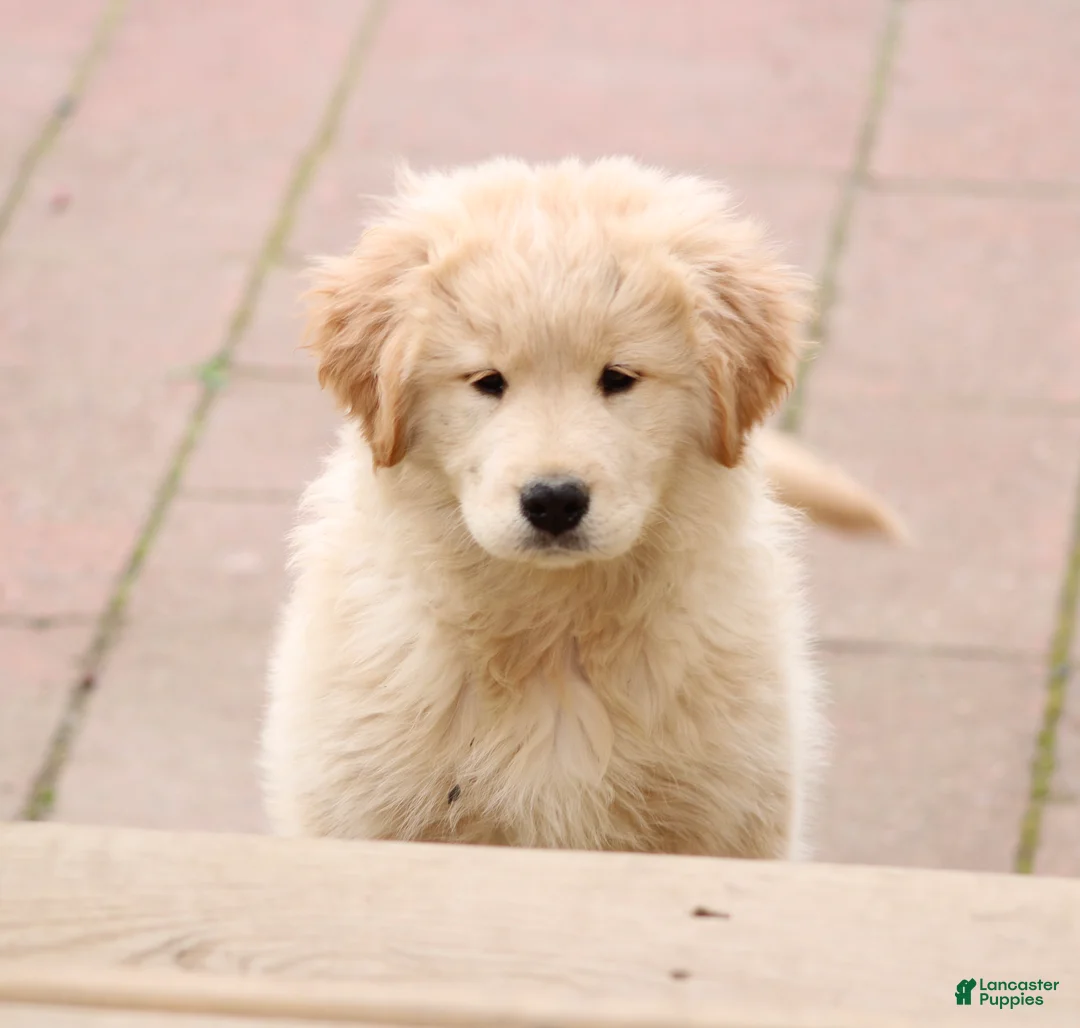 Mixed Breed dogs for sale: Mixed Breed Puppy 1 - Ad 1