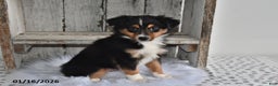 Australian Shepherd dogs for sale: Cooper - Ad 2