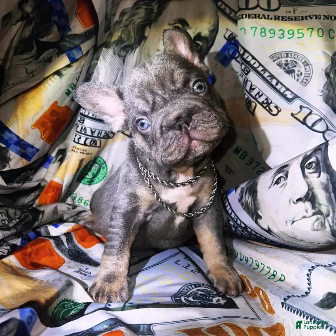 French Bulldog dogs for sale: French Bulldog 1 - Ad 4