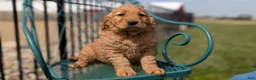 Golden Retriever dogs for sale: Dahlia  - Ad 5