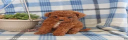 Toy Poodle dogs for sale: Joey - Ad 5