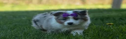 Australian Shepherd dogs for sale: MUFFIN - Ad 8