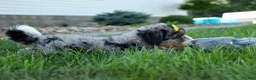 Mini Bernedoodle dogs for sale: 🐾 Peaches 🐾 - Ad 15
