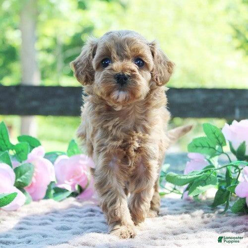 Cavapoo dogs Dolly - Ad 2
