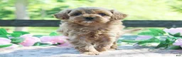 Cavapoo dogs for sale: Dolly - Ad 2