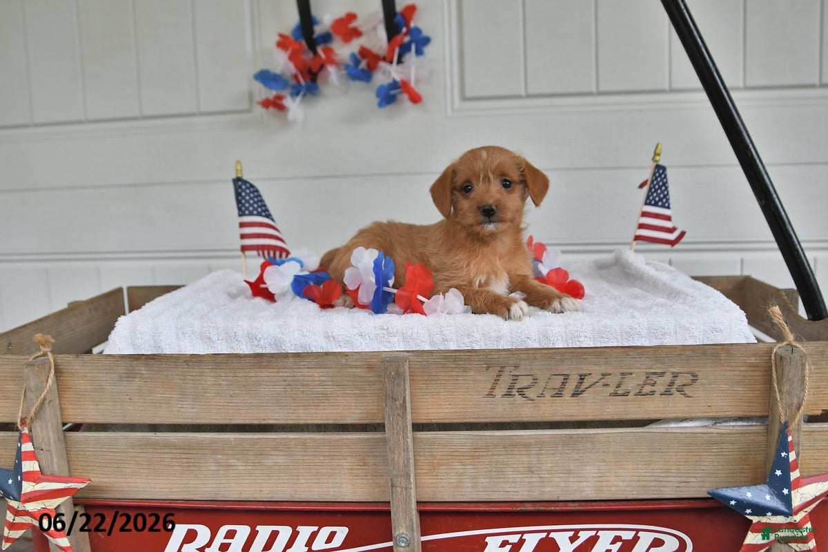 Mixed Breed dogs Skye - Ad 1