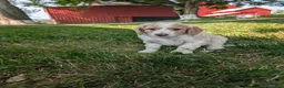 Goldendoodle dogs for sale: Chloe  - Ad 8