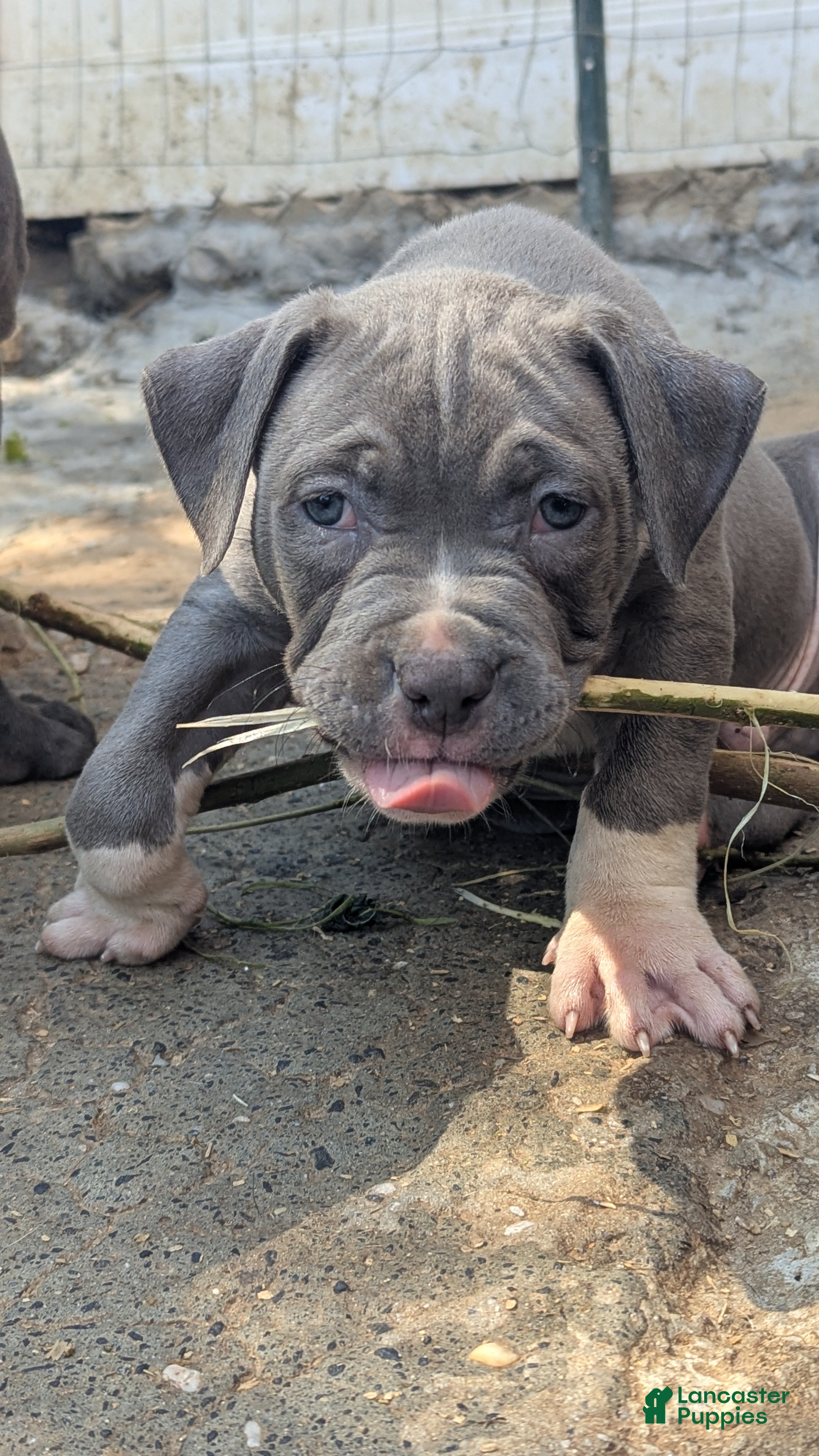American Bully dogs G4 - Ad 2