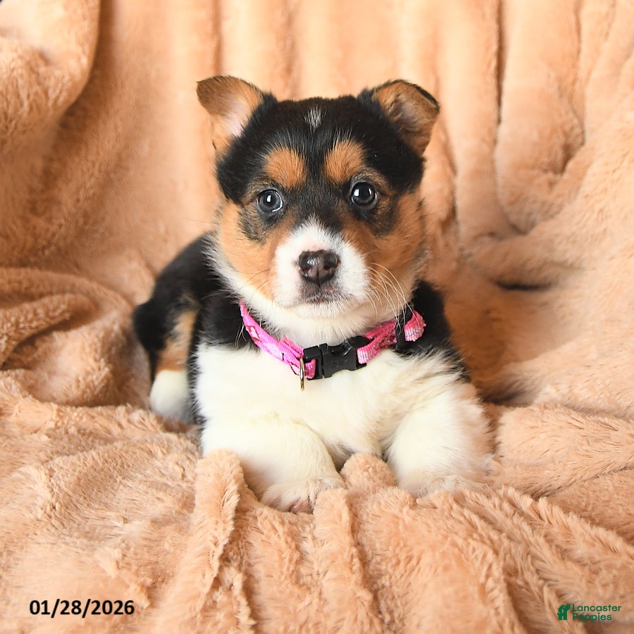 Welsh Corgi Pembroke dogs Duchess - Ad 2
