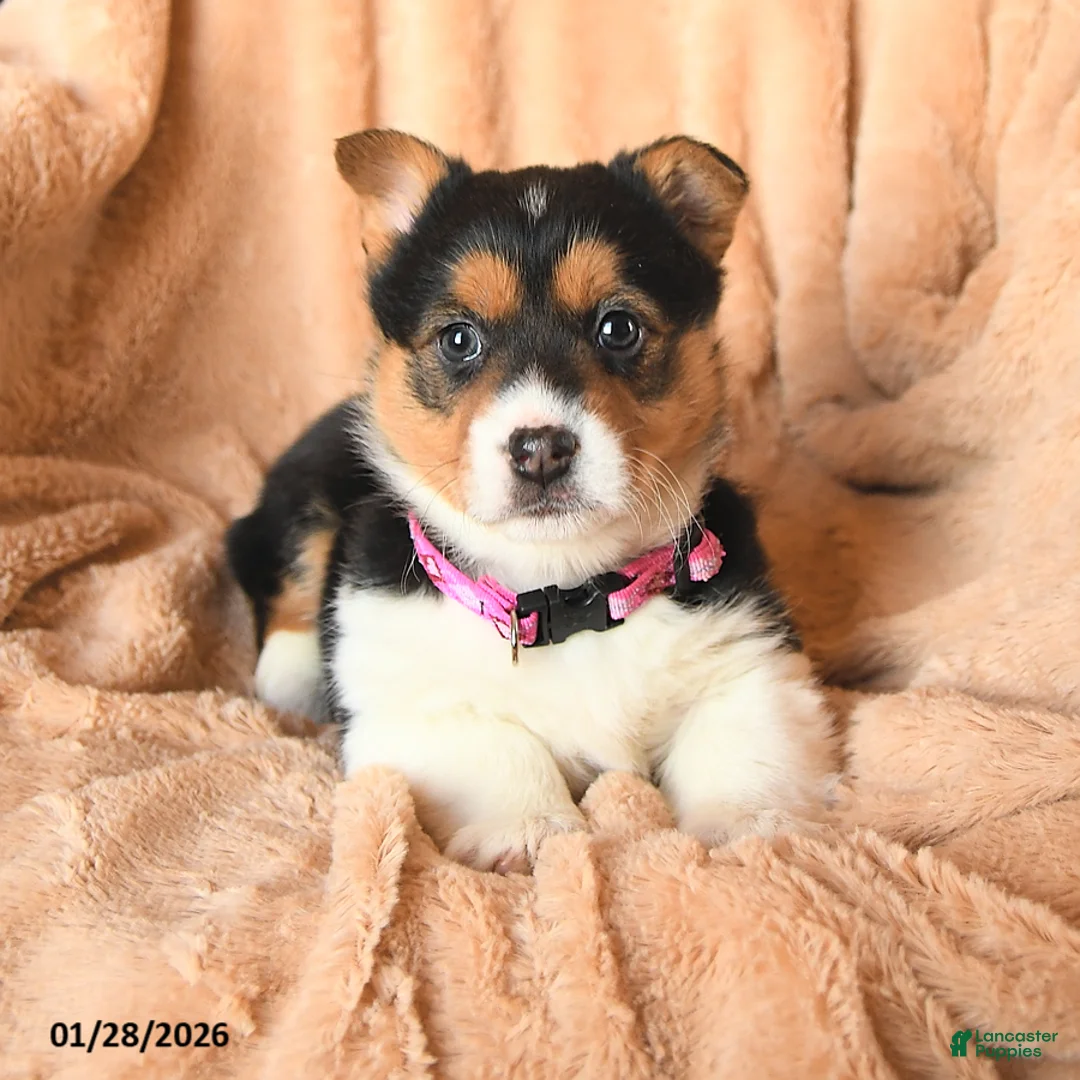 Welsh Corgi Pembroke dogs for sale: Duchess - Ad 4