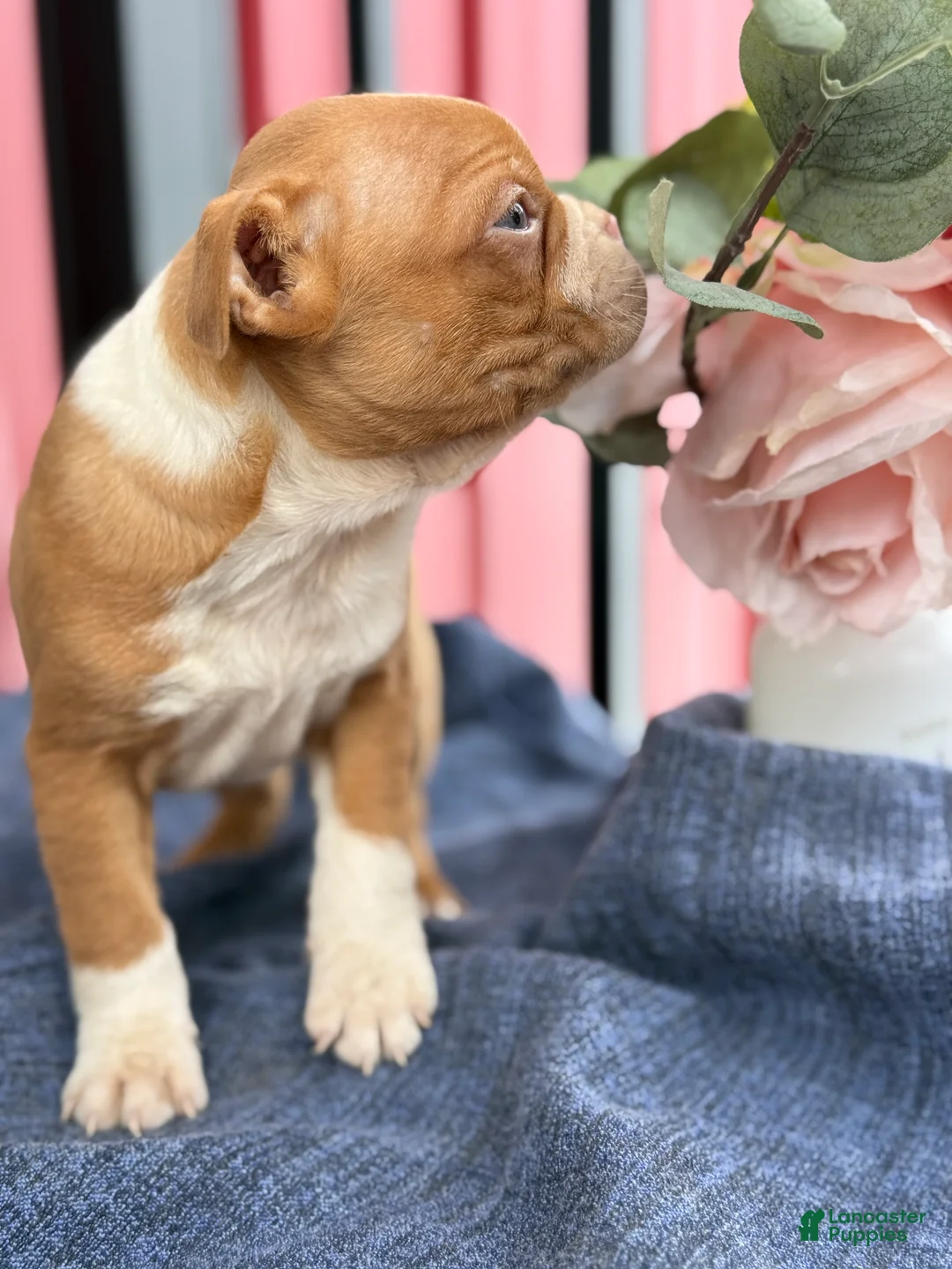 Boston Terrier dogs for sale: Bonny - Ad 5