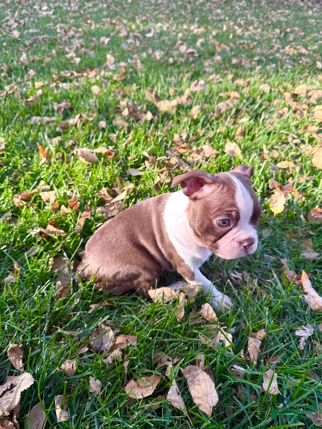 Boston Terrier dogs for sale: Boston Terrier Puppy 3 - Ad 7