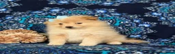 Pomeranian dogs for sale: Monette - Ad 3