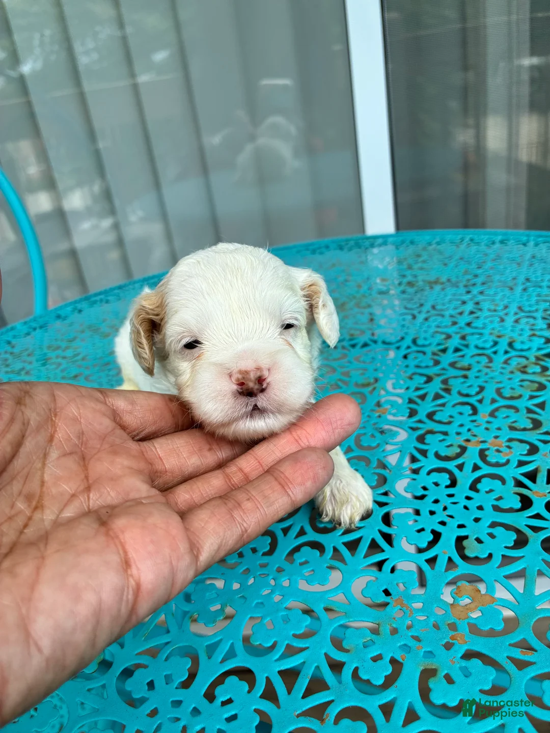 Cockapoo dogs for sale:  2. Trevor - Ad 2