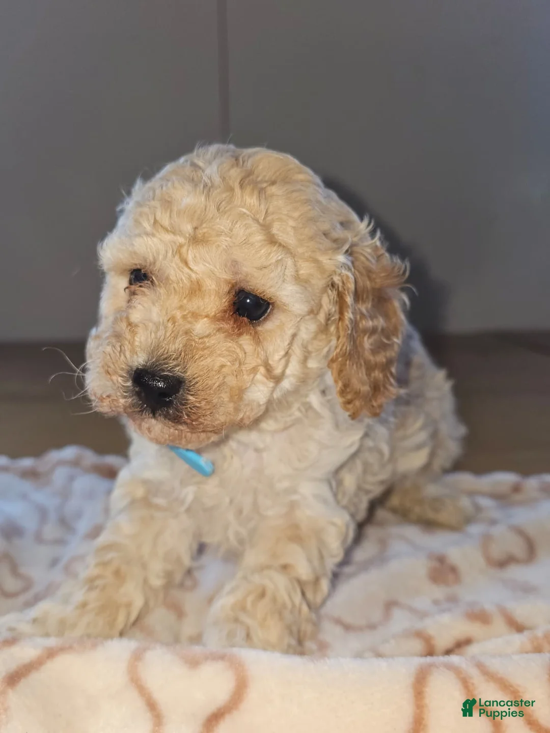 Miniature Poodle dogs for sale: Casper - Ad 3