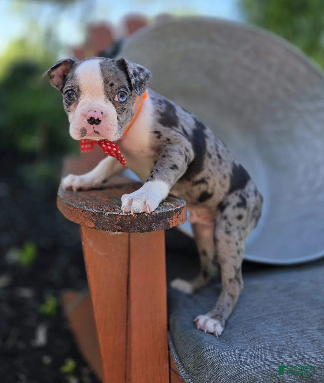 Boston Terrier dogs for sale: Duke - Ad 9