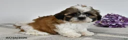 Shih Tzu dogs for sale: Cooper - Ad 3